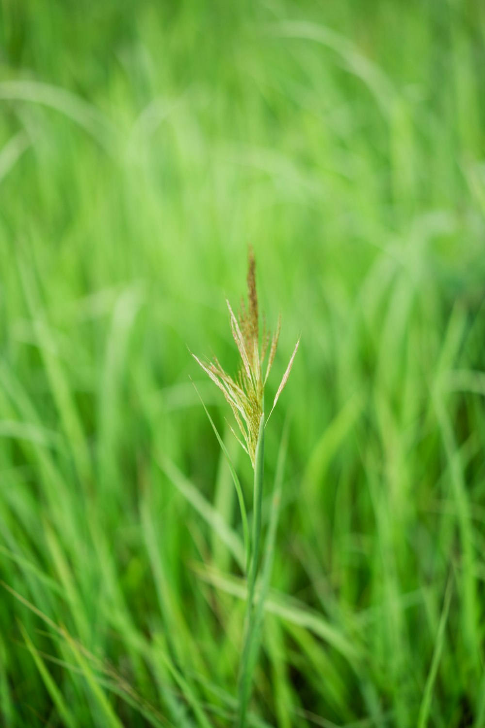 brown wheat in close up photography