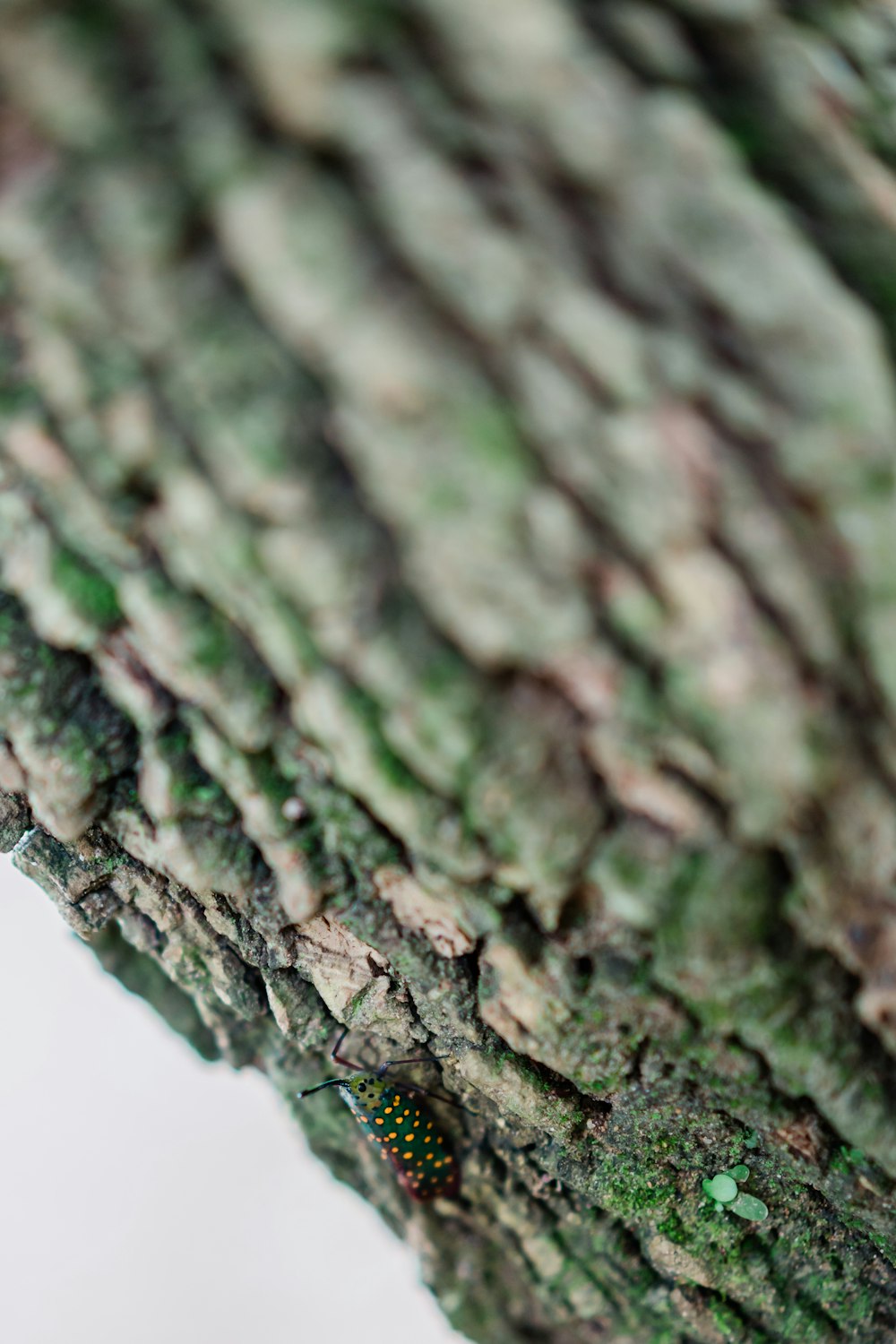 green moss on white surface