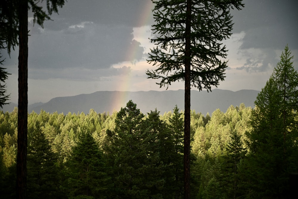 green trees near mountain during daytime