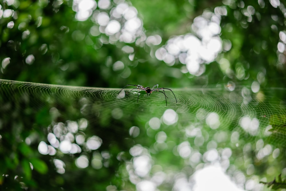 water droplets on spider web in tilt shift lens