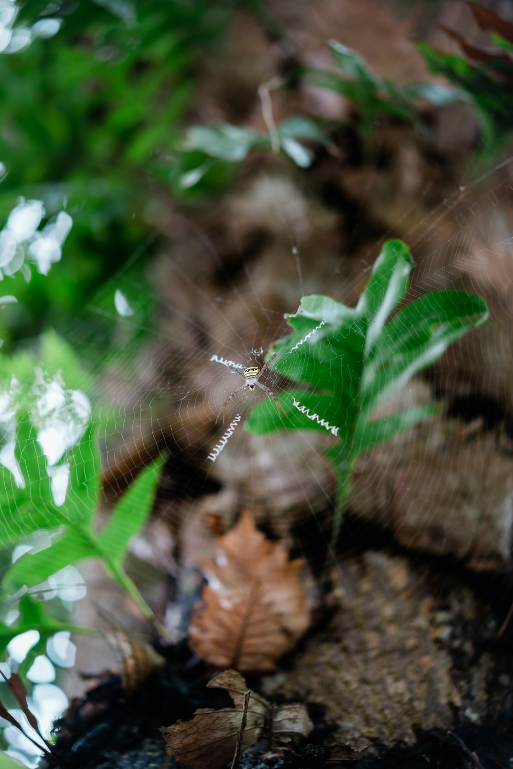 spider web on green leaf