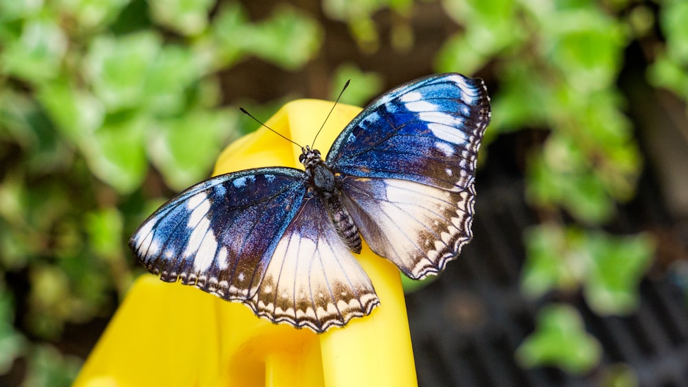 blue and black butterfly on yellow surface