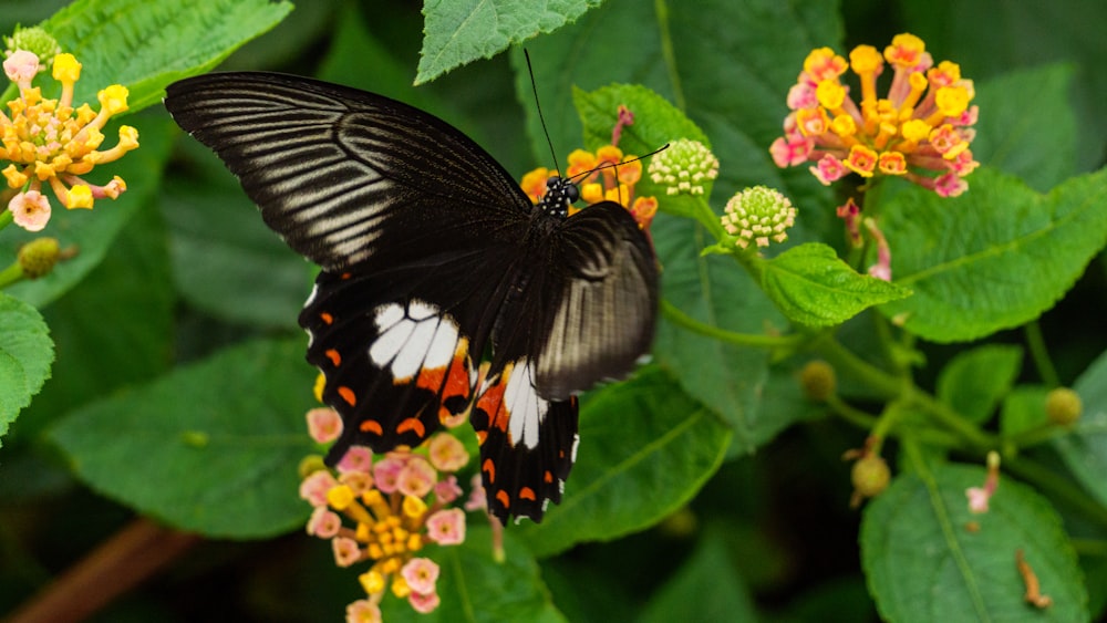 papillon noir et blanc perché sur une fleur jaune