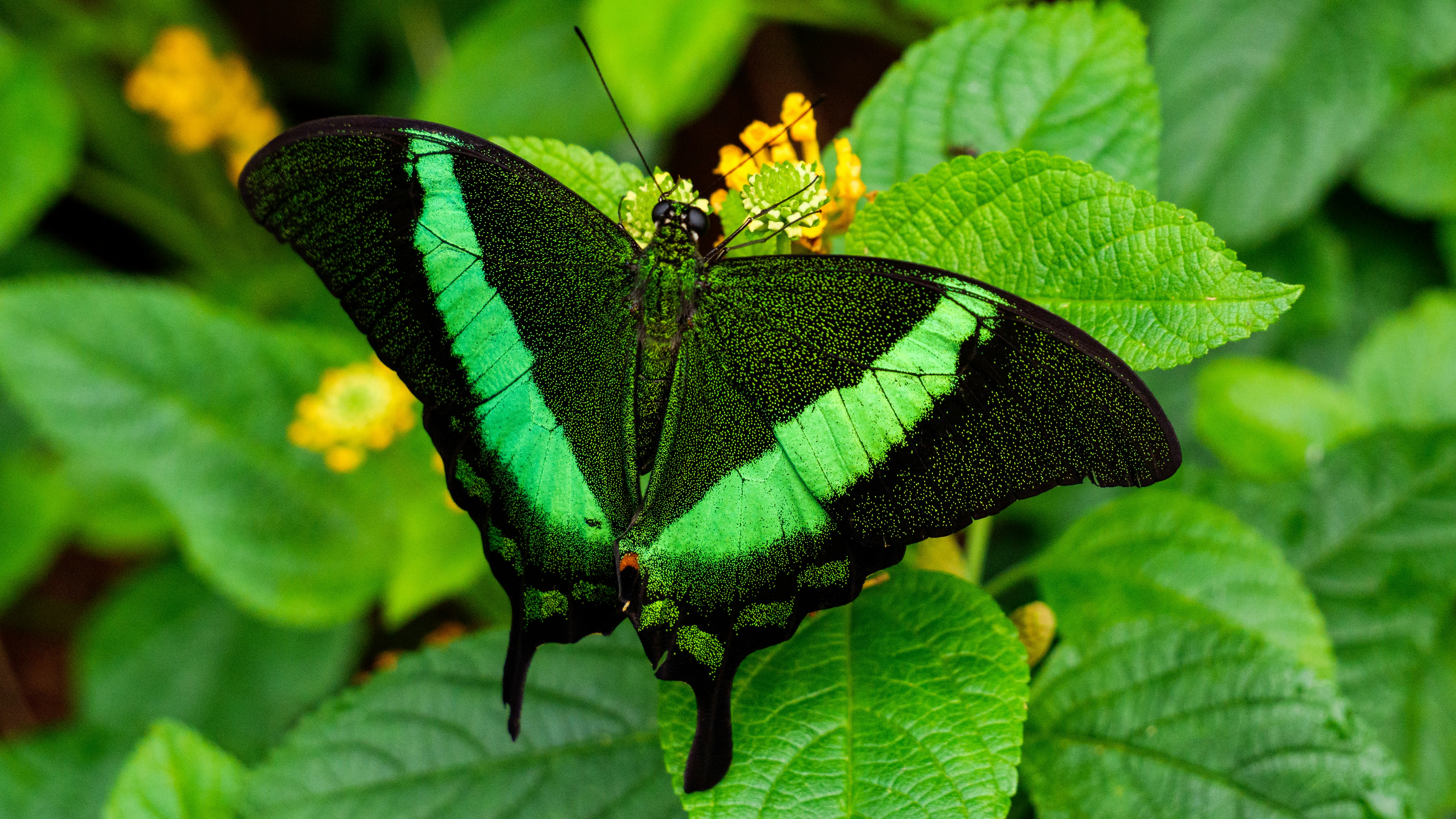 black and white butterfly perched on yellow flower