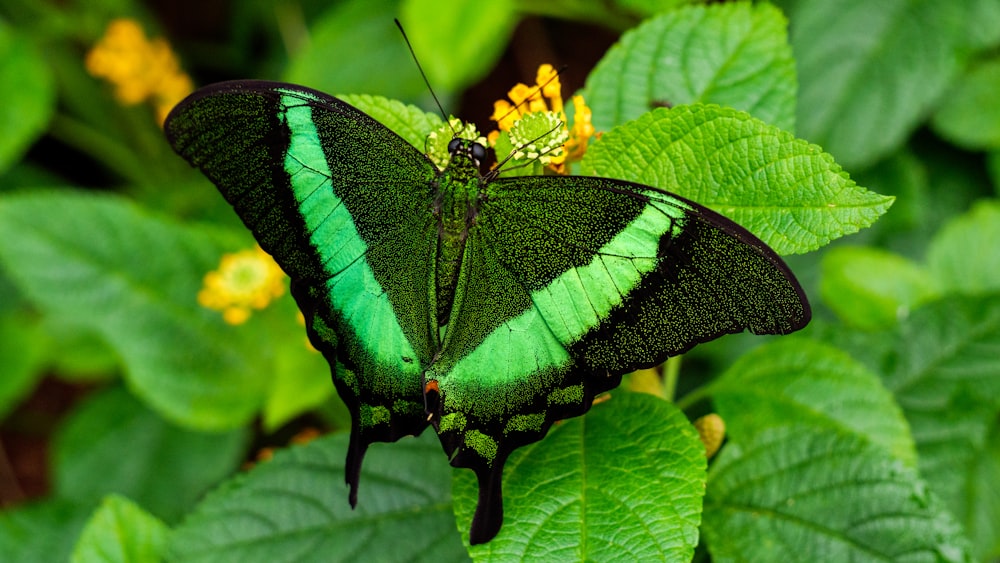 black and white butterfly perched on yellow flower