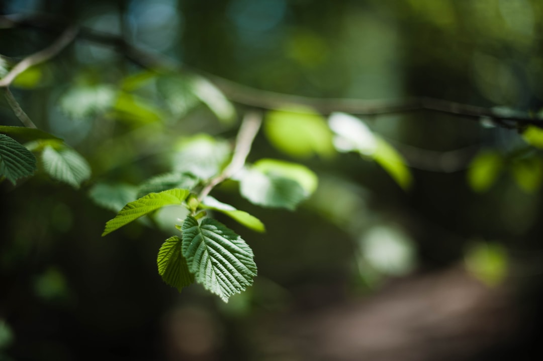 green leaf in tilt shift lens