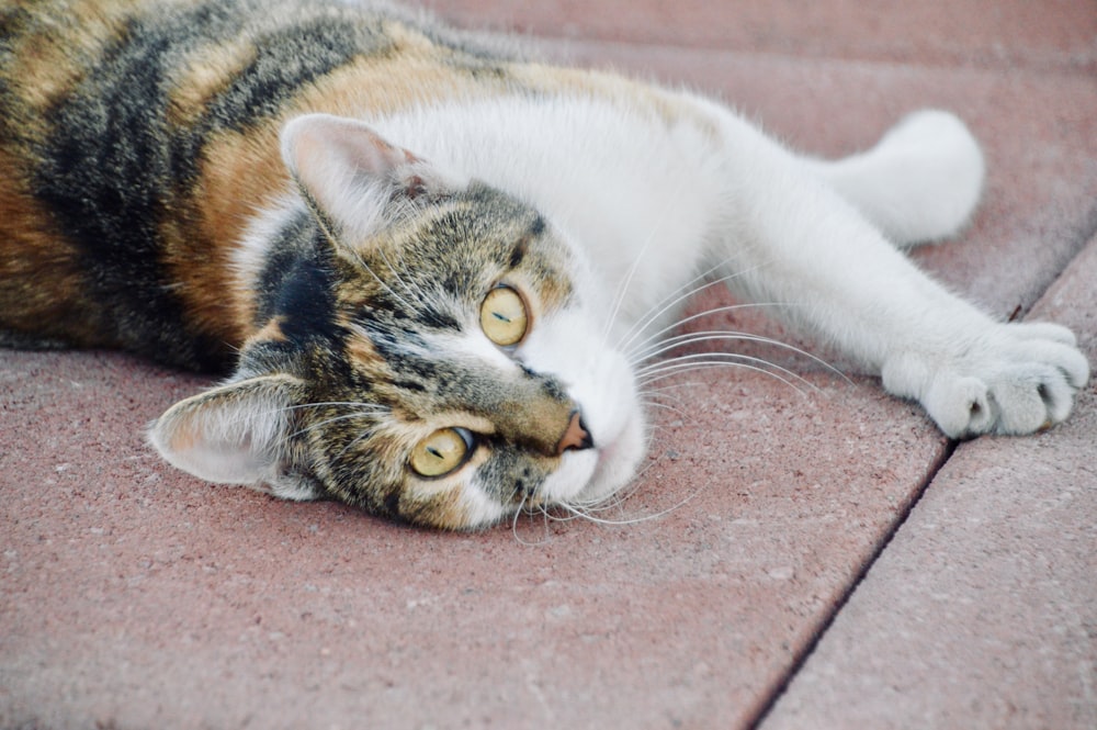 white brown and black cat lying on red concrete floor