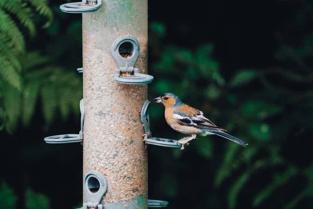 brown and blue bird on tree branch during daytime