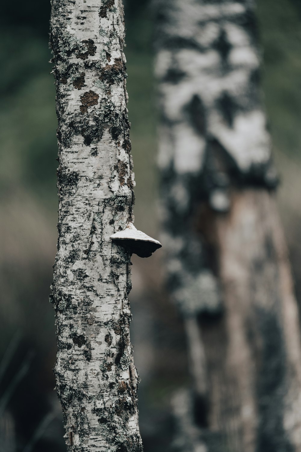 white and black wooden cross