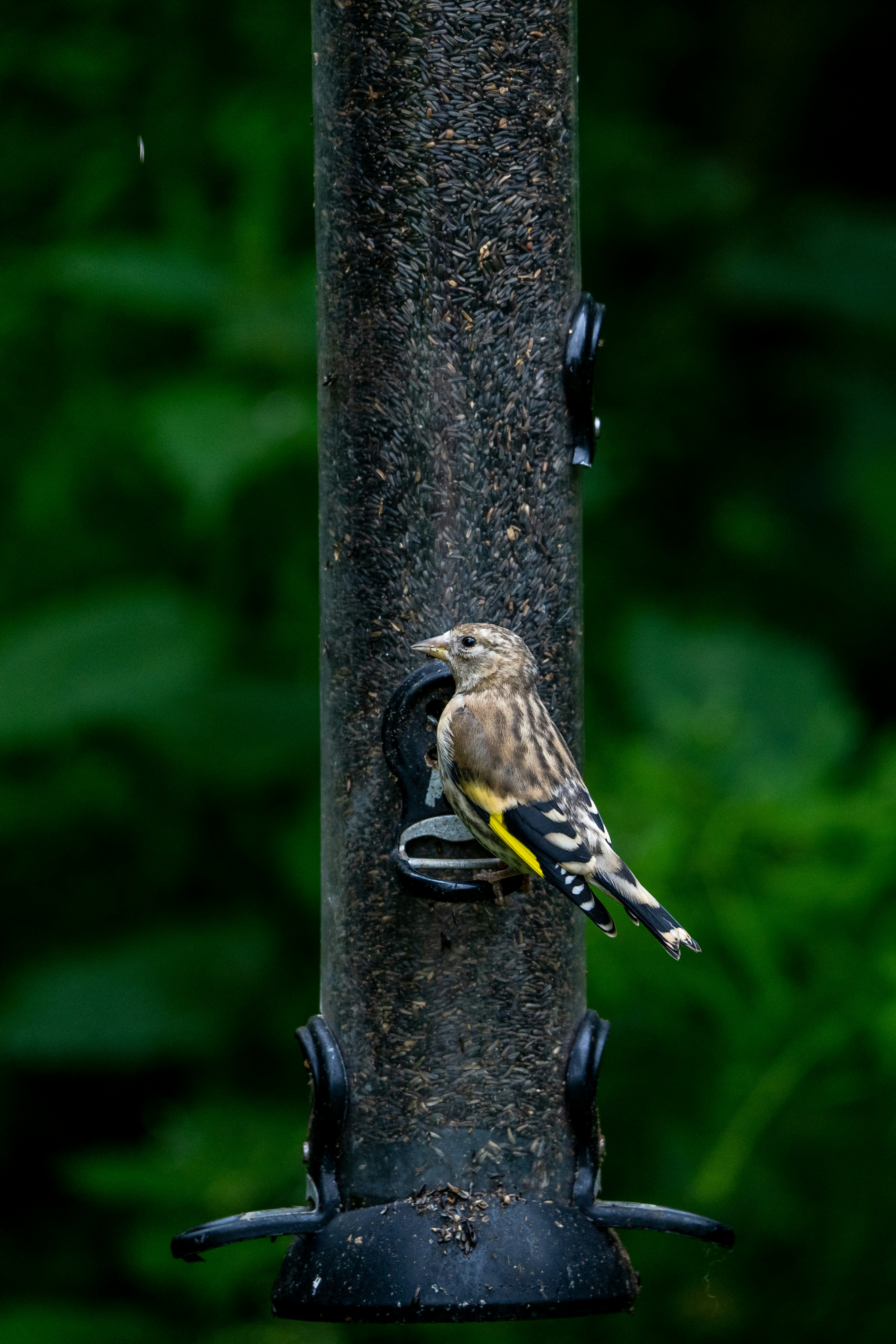 brown and black bird on black metal bar during daytime