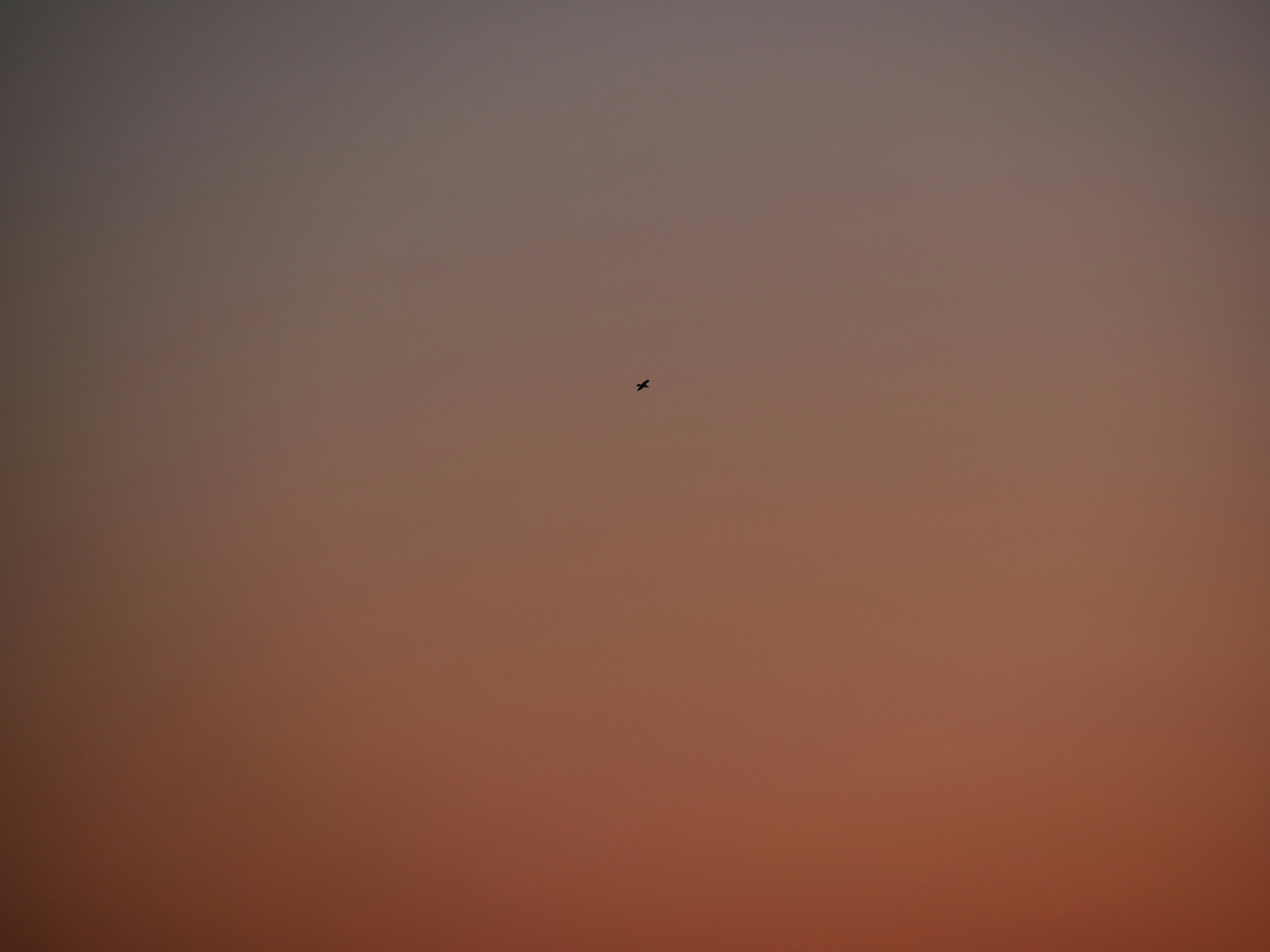 Photo by nimbus_vulpis