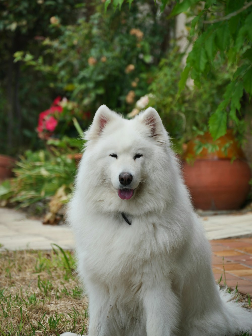 白いロングコート小型犬