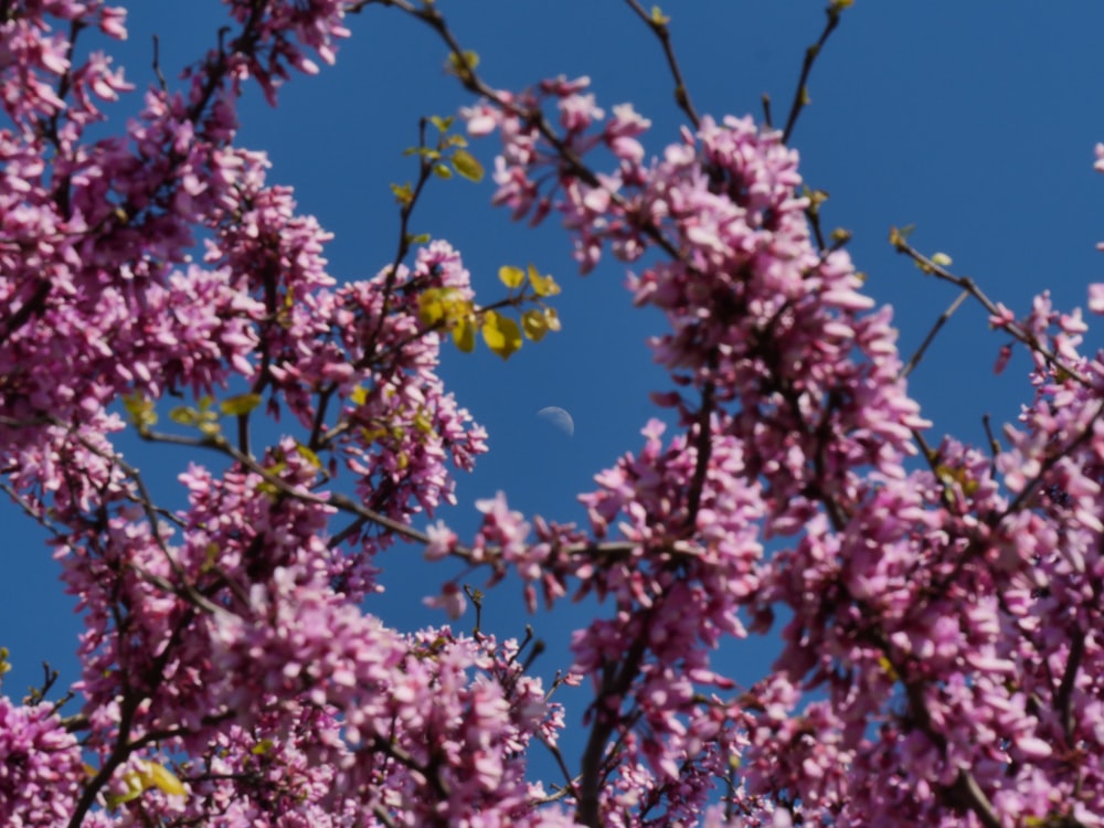 昼間のピンクの桜の木