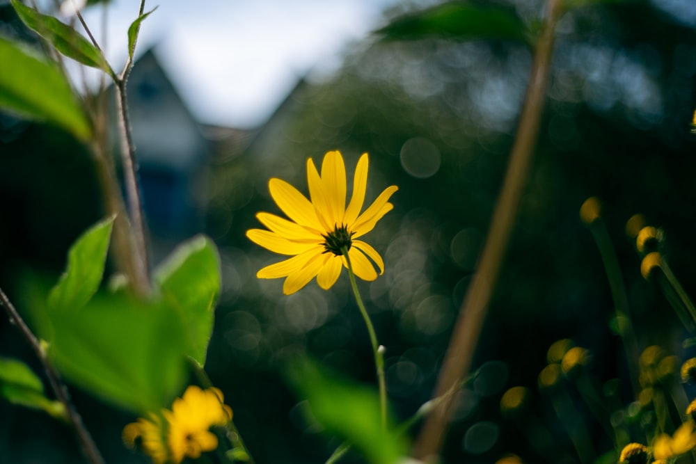 yellow flower in tilt shift lens