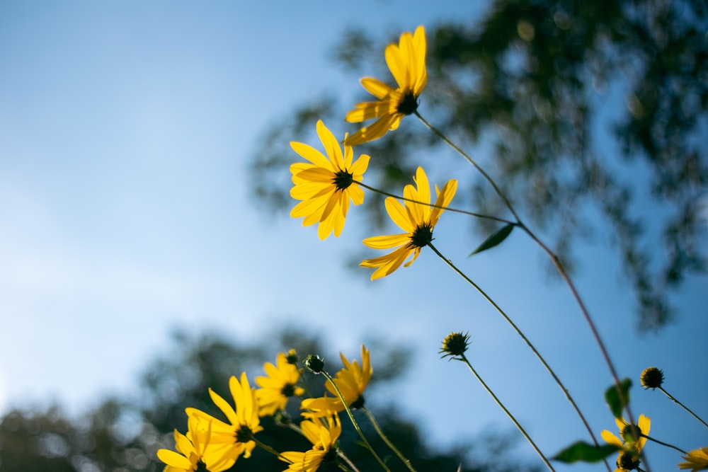 flor amarilla bajo el cielo azul durante el día