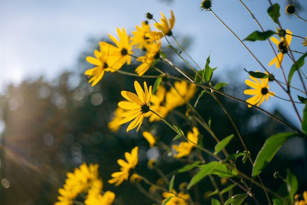 yellow flowers in tilt shift lens