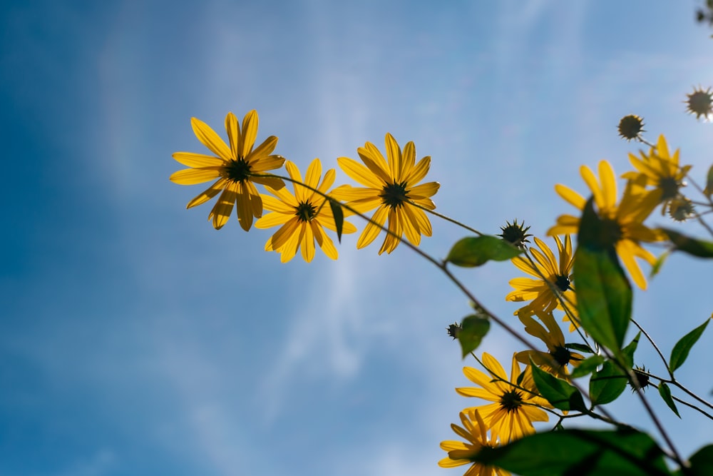 gelbe Blüten unter blauem Himmel tagsüber