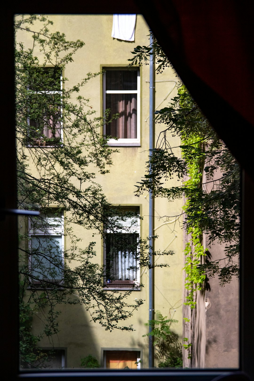 green leaf plant on white concrete building