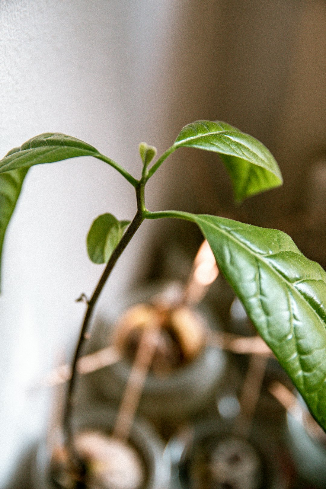 green leaf plant in close up photography