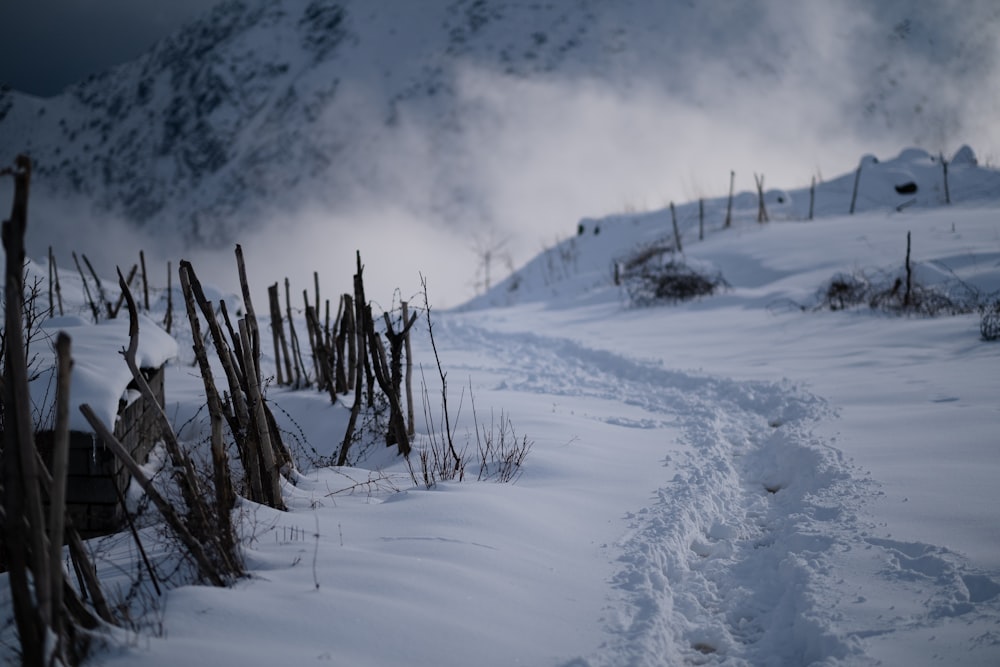 árvore marrom sem folhas no solo coberto de neve