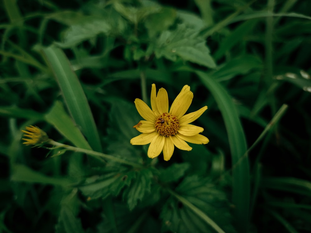 yellow flower in tilt shift lens