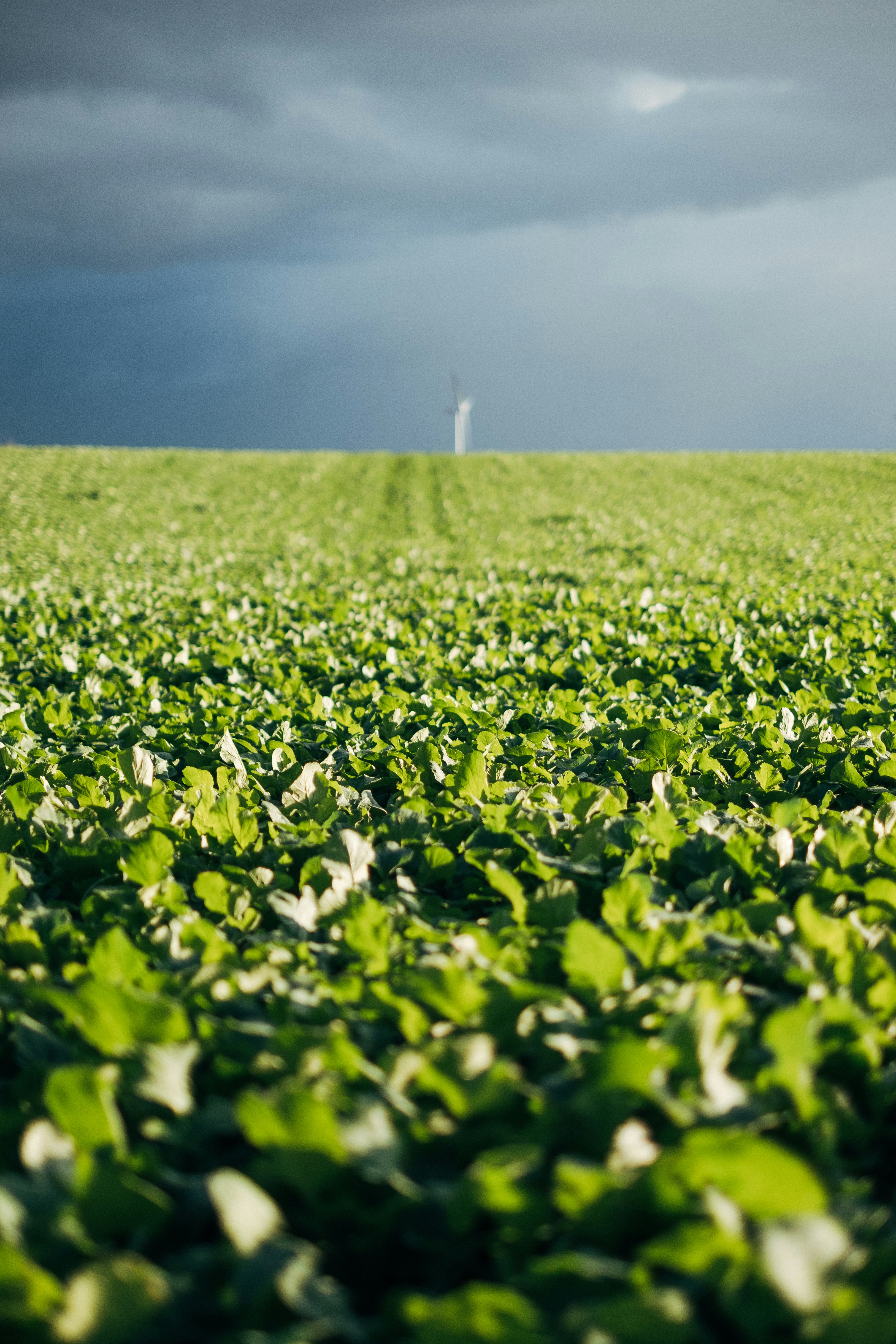 Containers in Fields, OR