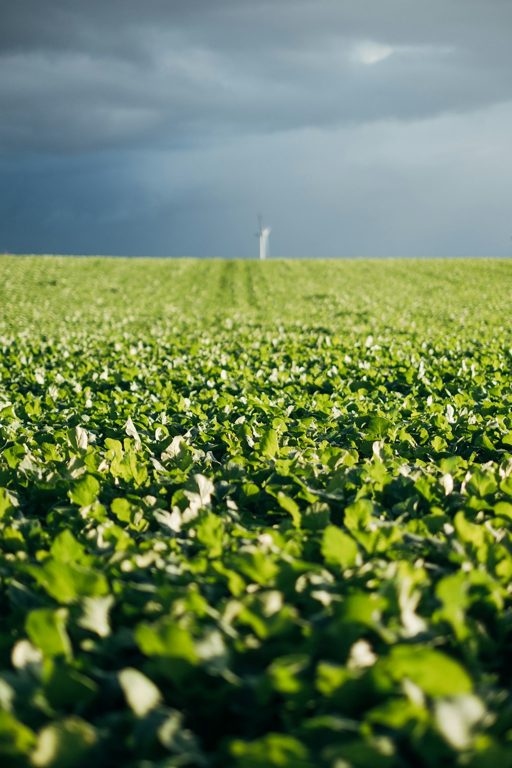 Champ d’herbe verte sous le ciel bleu pendant la journée