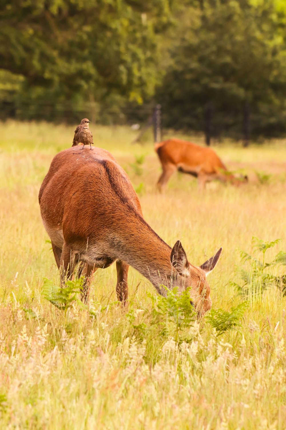 brown deer on green grass field during daytime