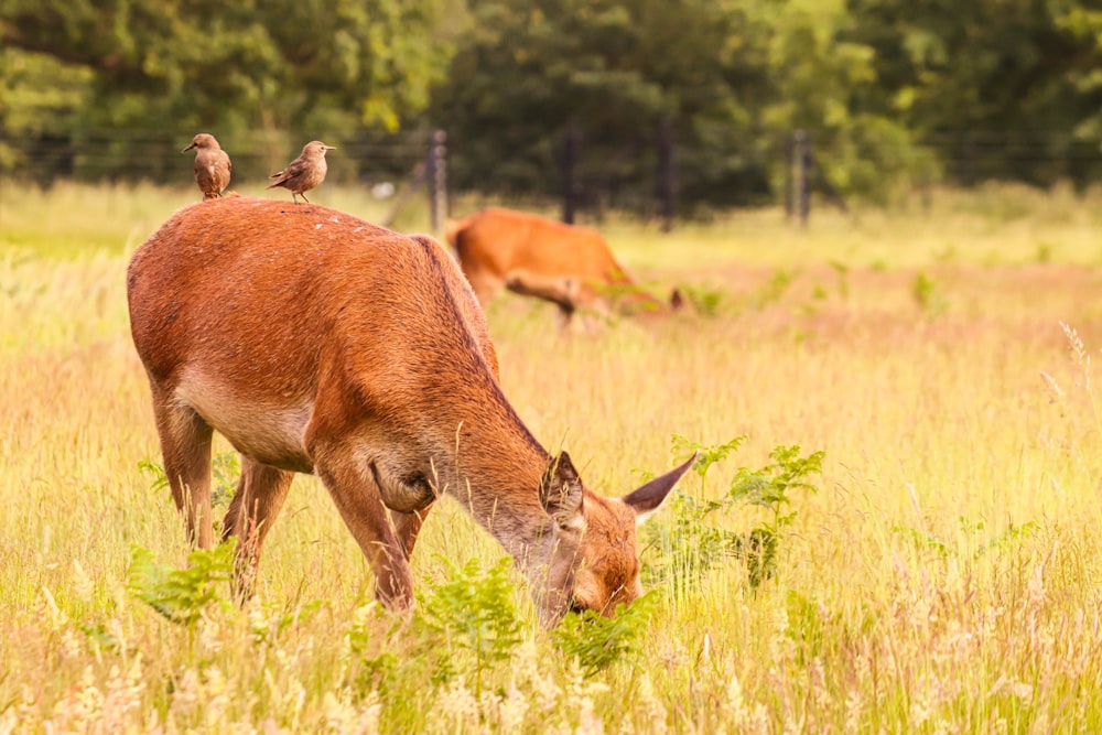 brown deer on green grass field during daytime