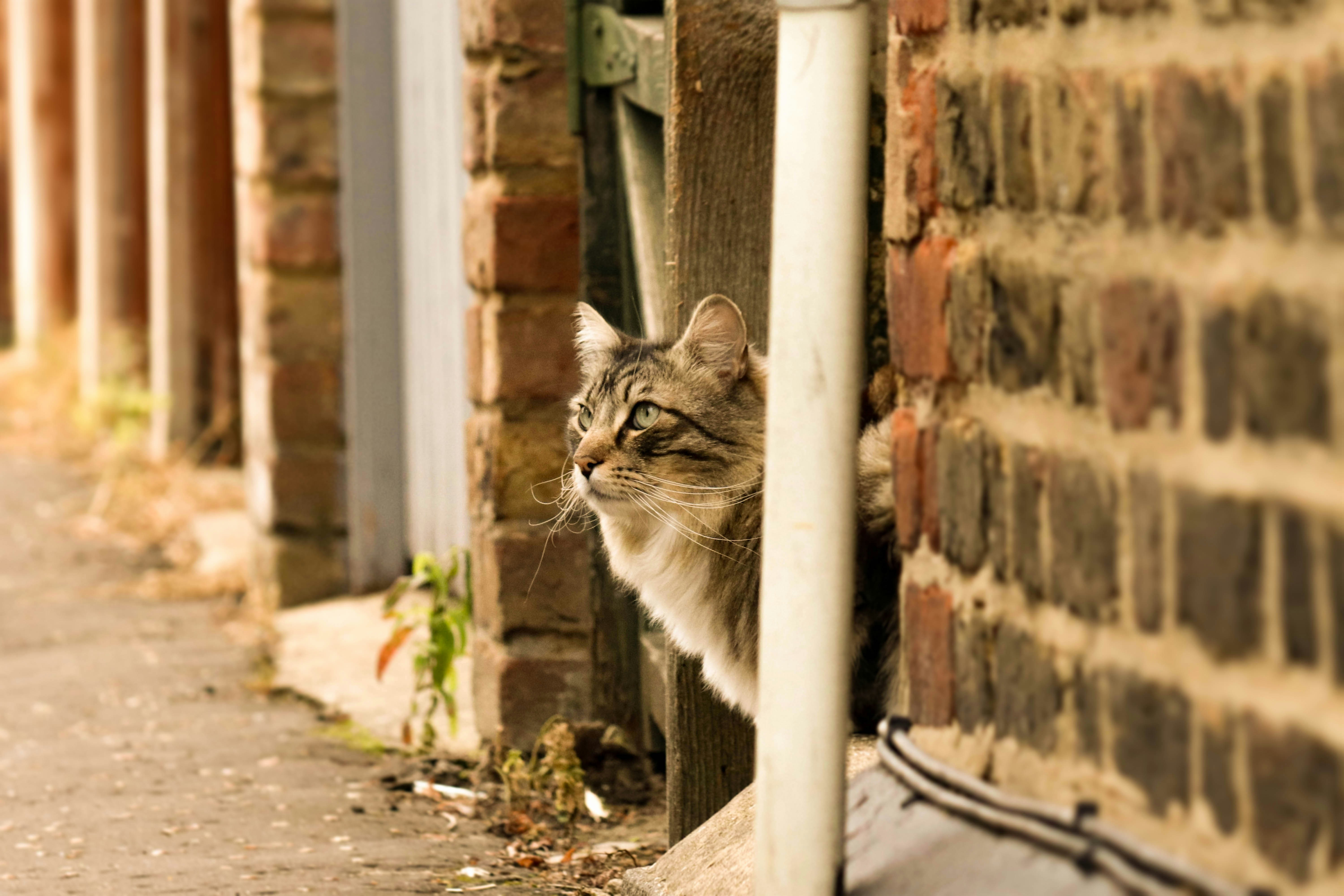 brown tabby cat on brown brick wall during daytime