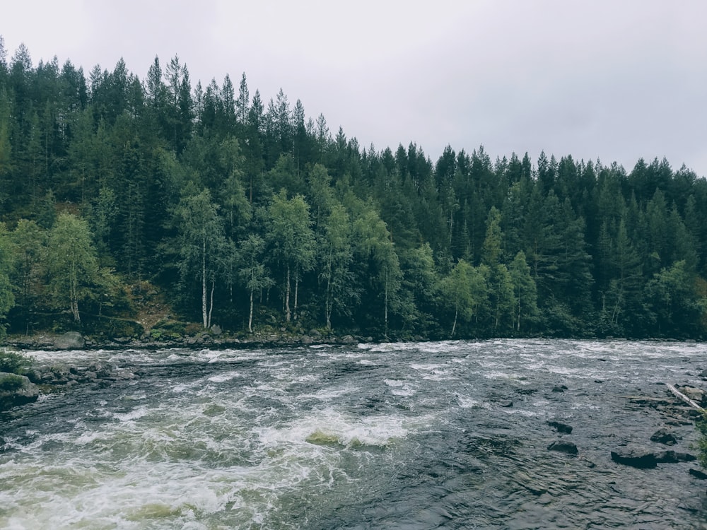 green pine trees beside body of water during daytime