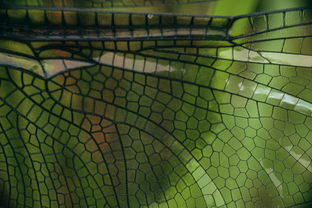 green and black spider web