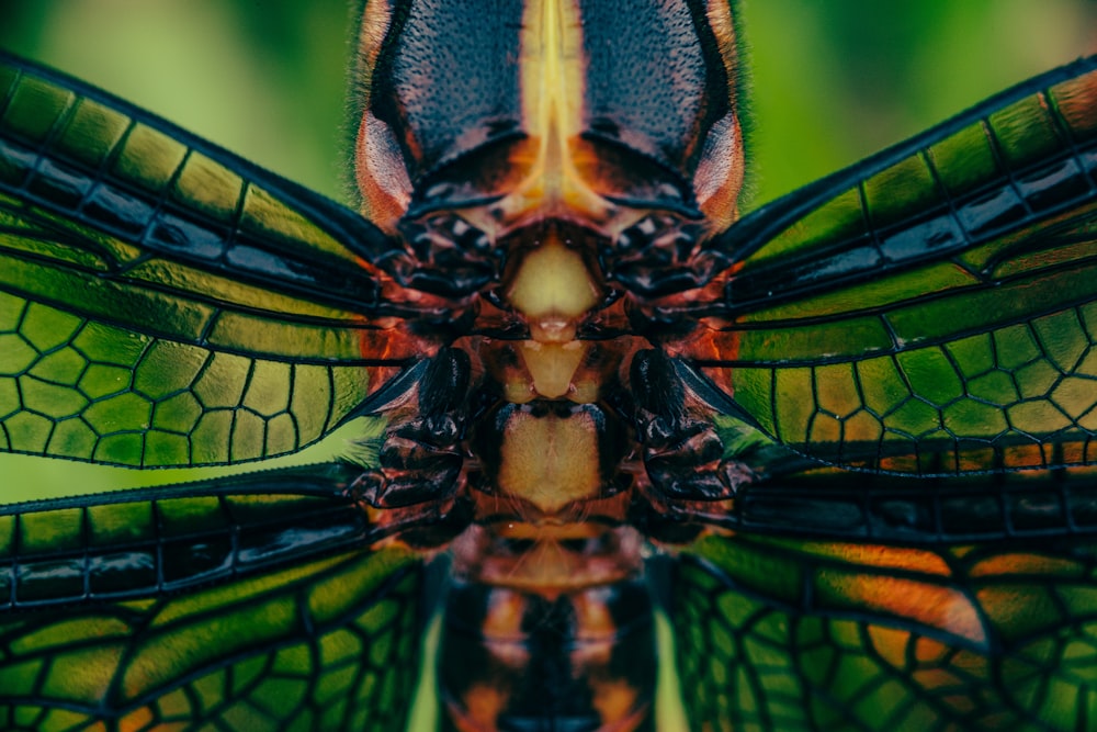 brown and black dragonfly in close up photography during daytime