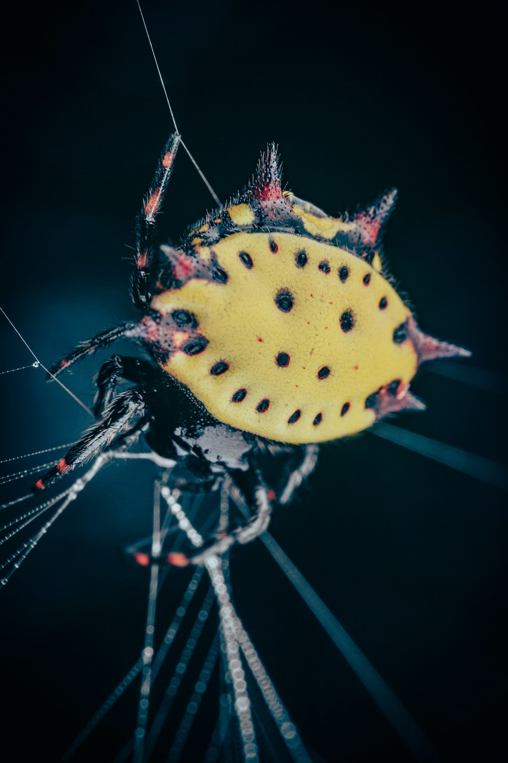 yellow and black spider on web in close up photography