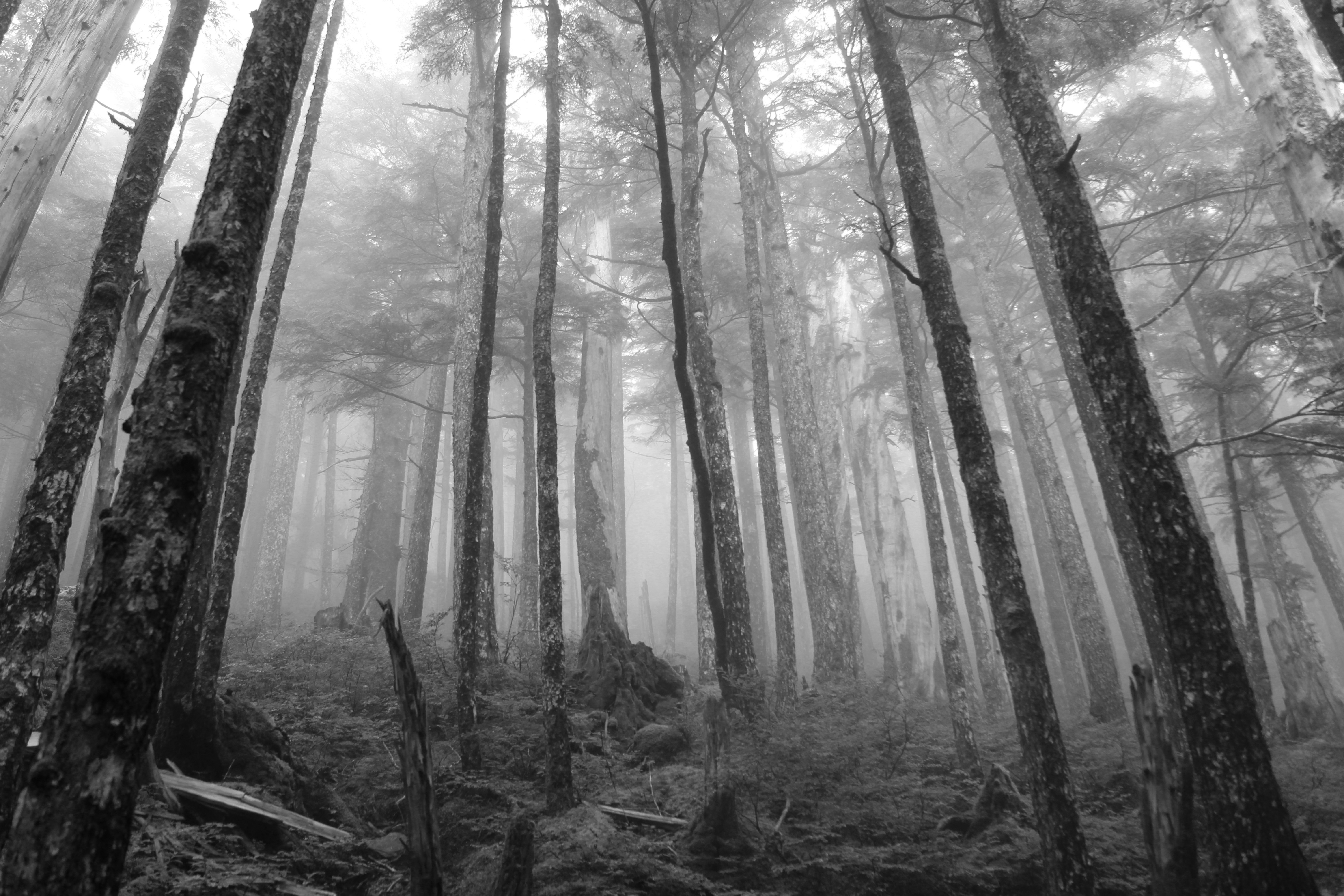 grayscale photo of forest trees