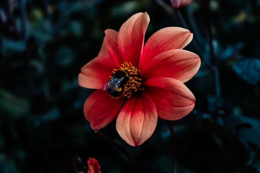 black and yellow bee on red flower