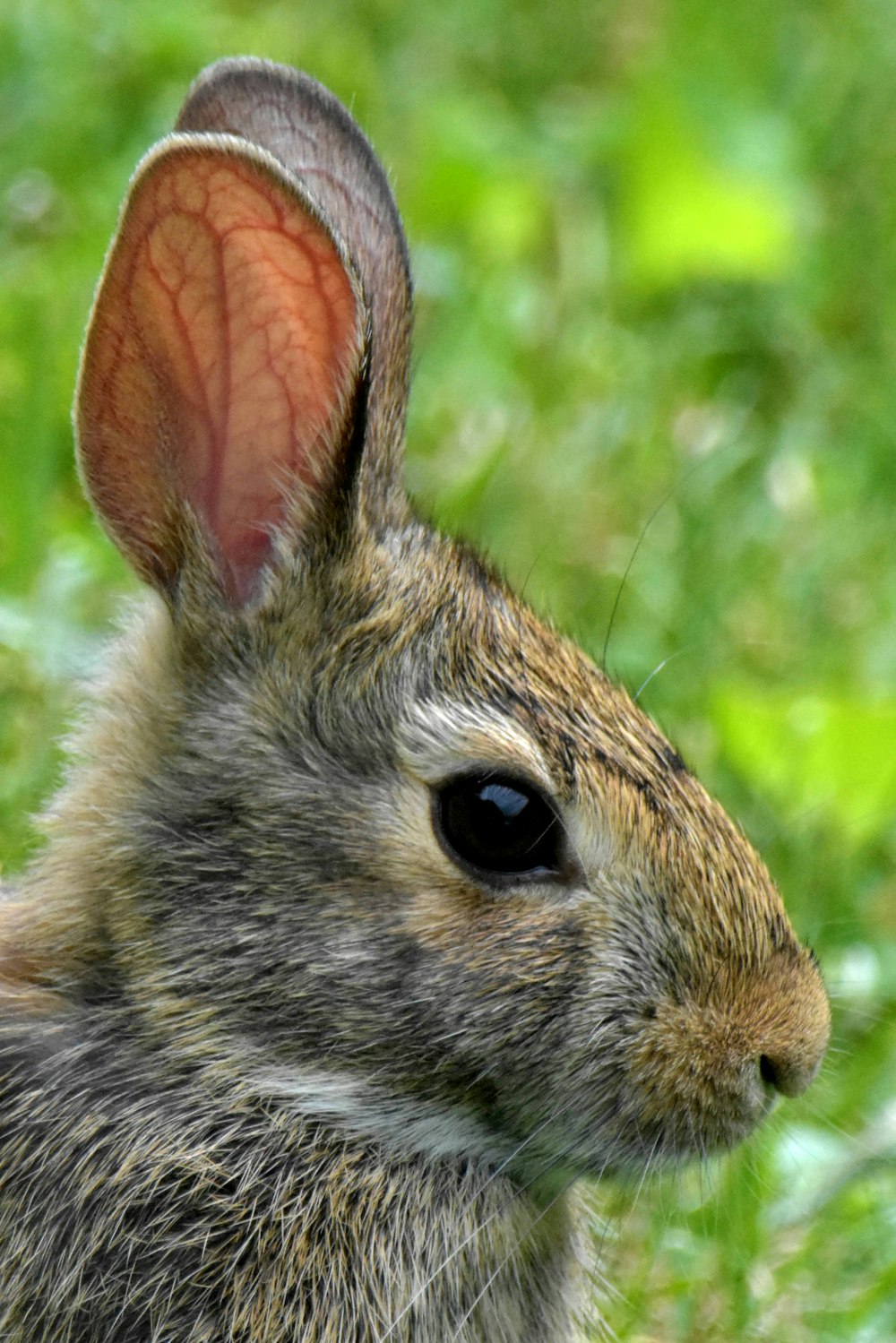 Lapin brun sur herbe verte pendant la journée