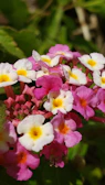 Close-up of vibrant pink and white blooming flowers in natural sunlight.