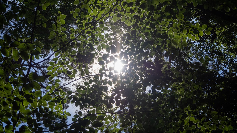 green leaves on tree during daytime