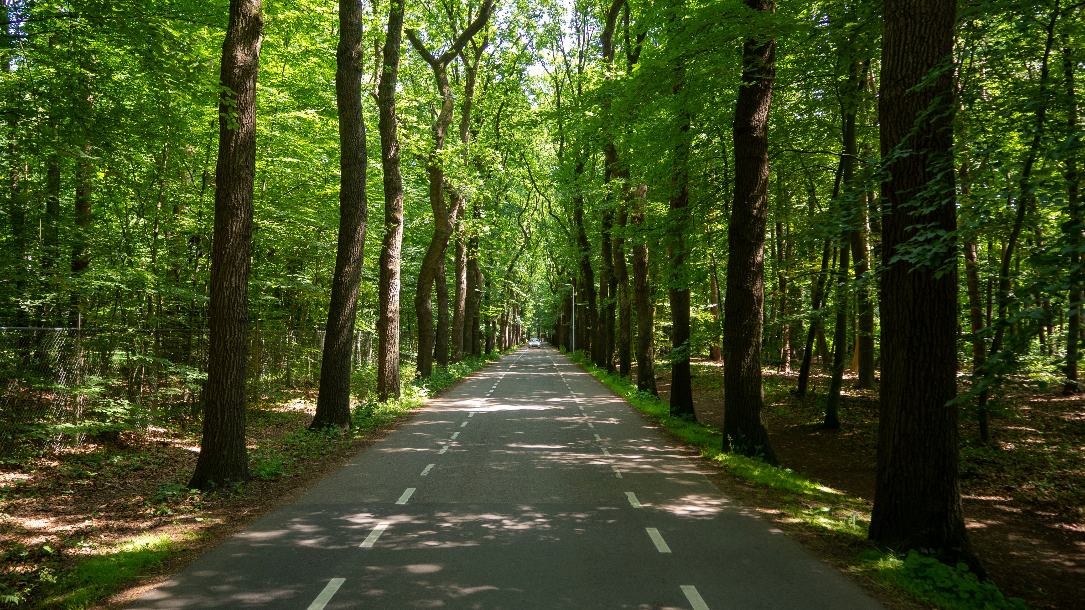 gray concrete road between green trees during daytime