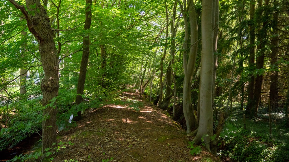 brown dirt road between green trees during daytime