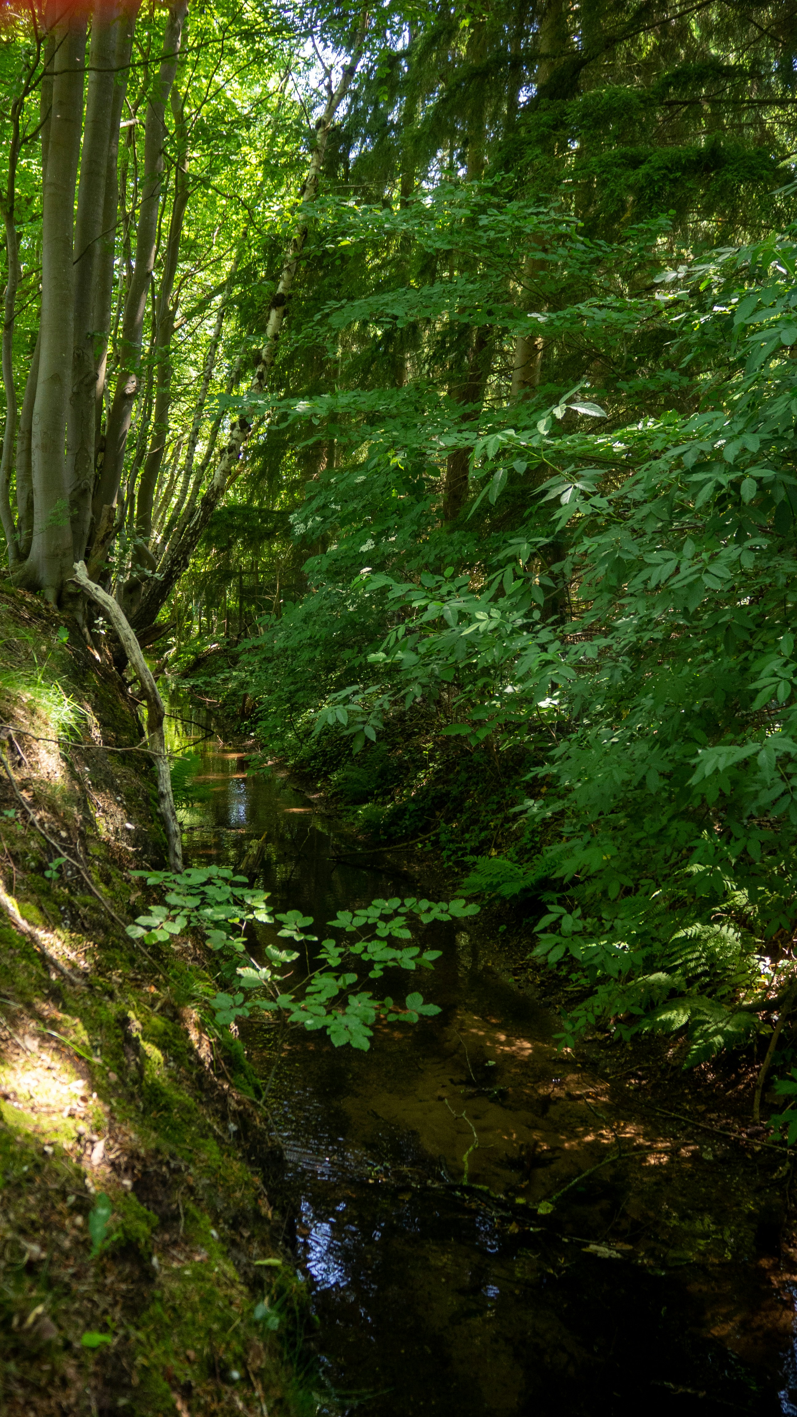 Photo by wimvanteinde