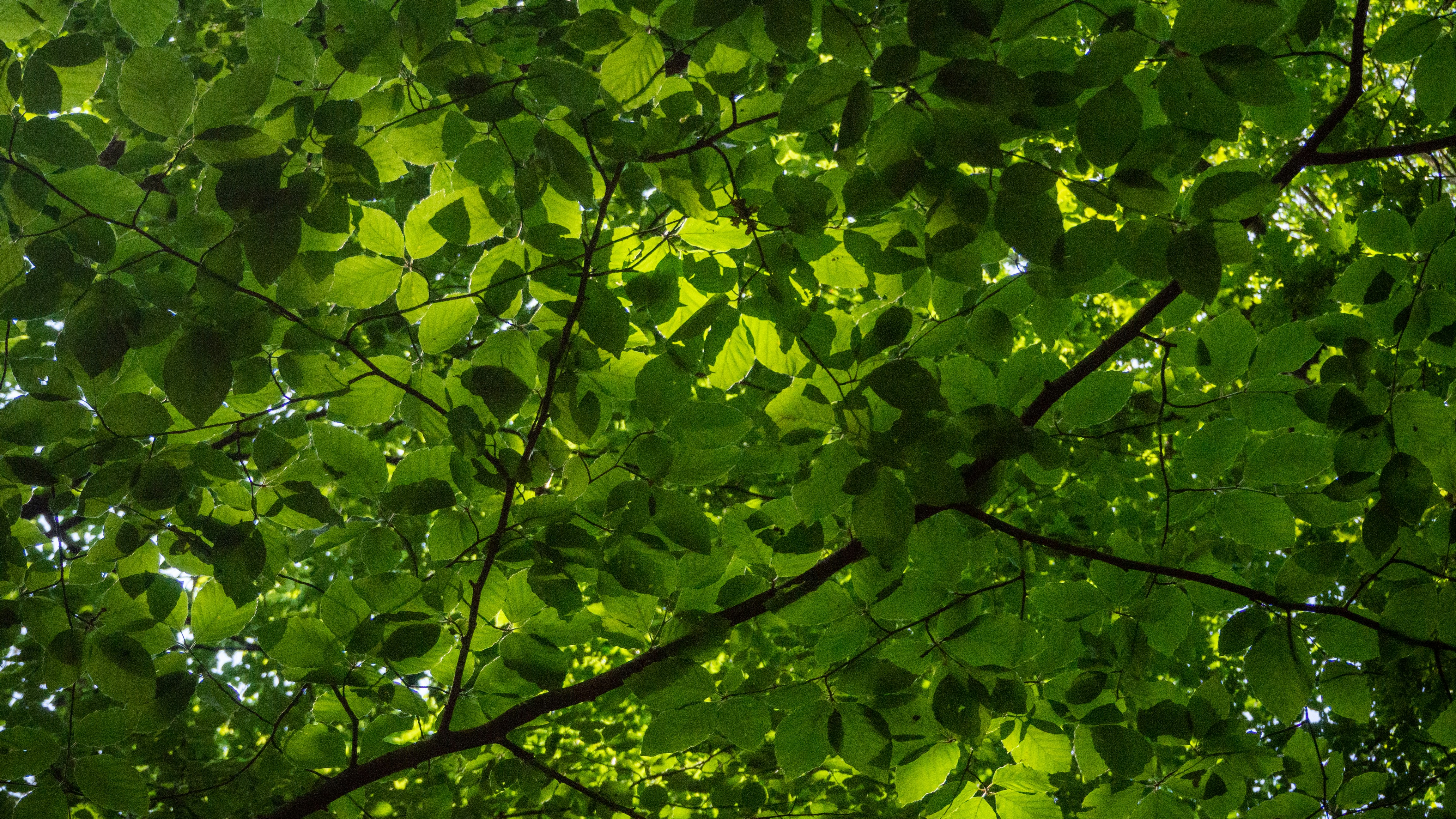 Photo by wimvanteinde