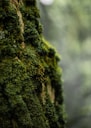 green moss on tree trunk