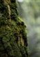 green moss on tree trunk