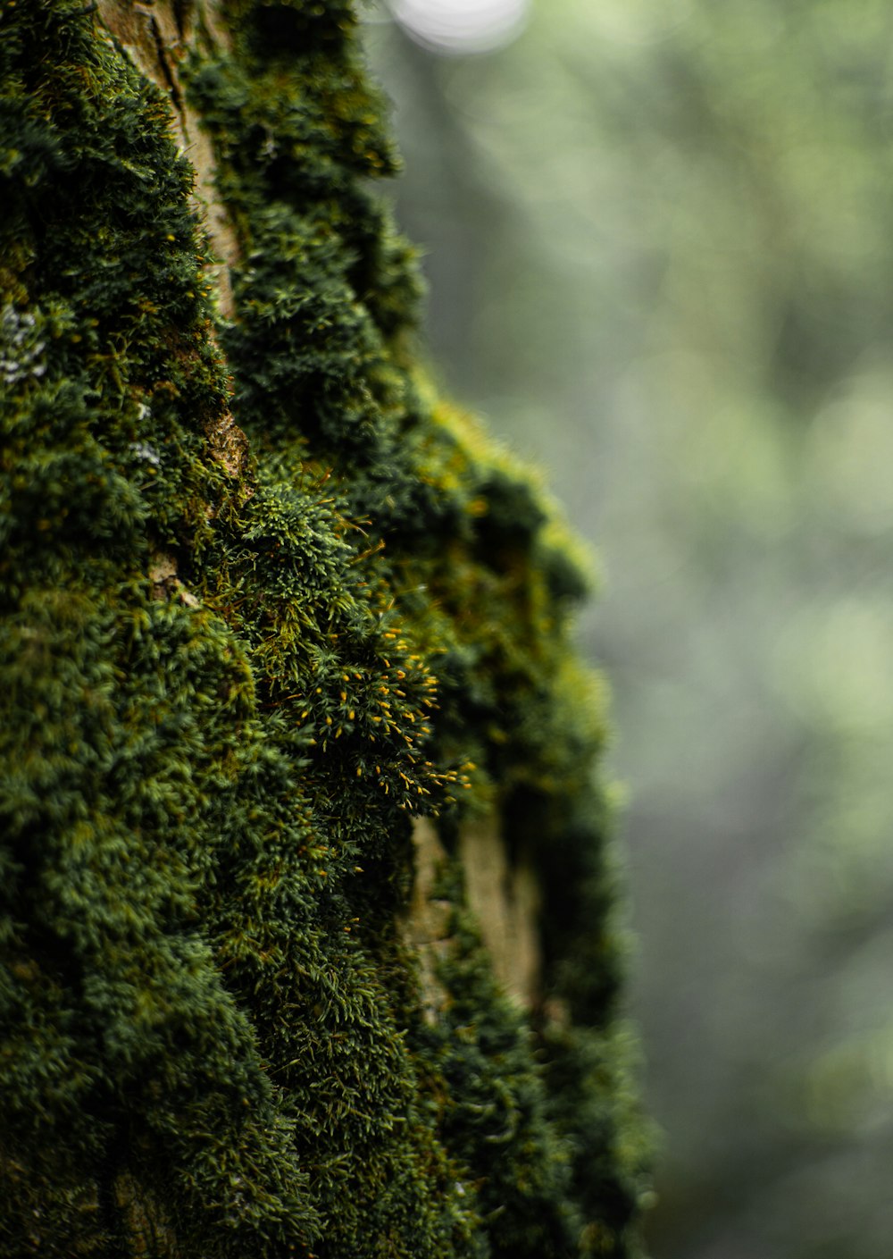 musgo verde en el tronco de un árbol