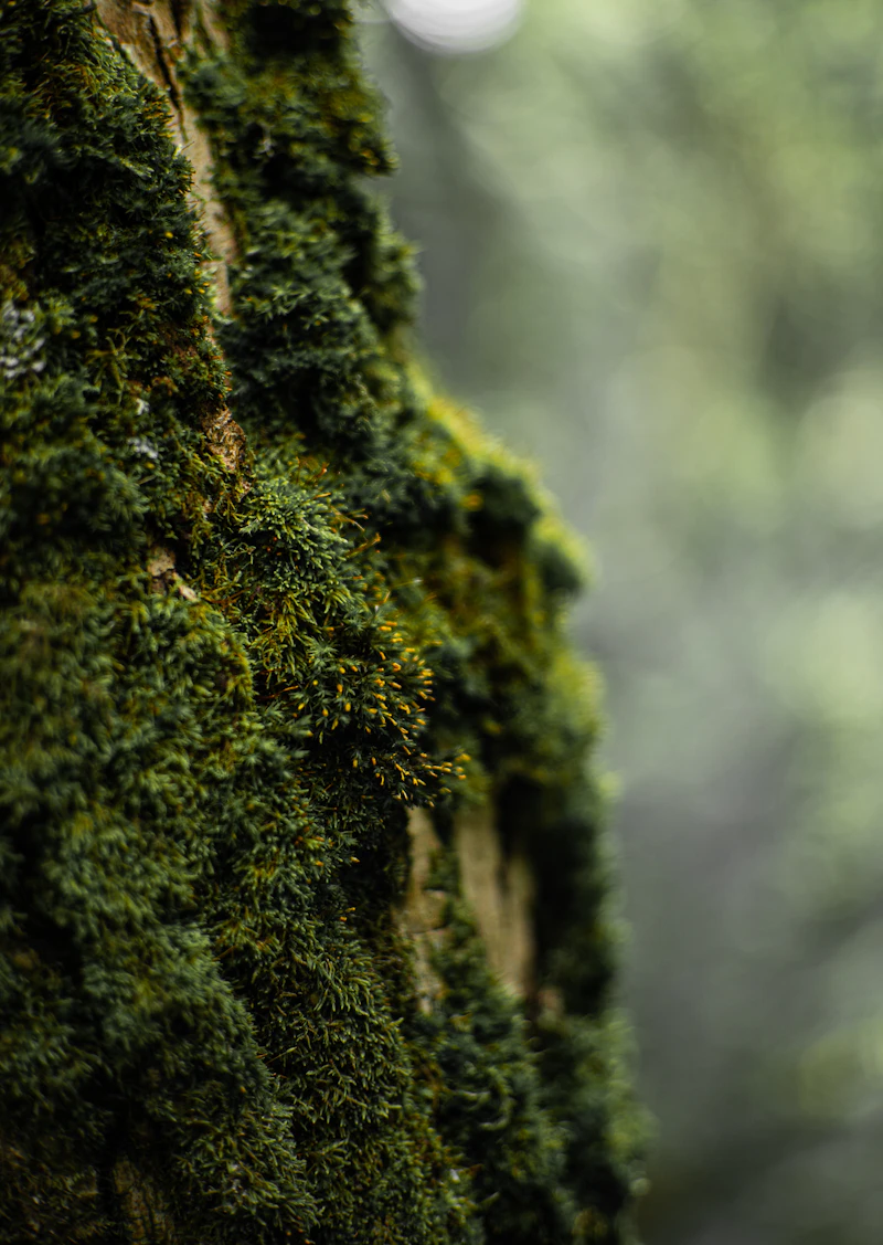 Soft green moss growing over a rock