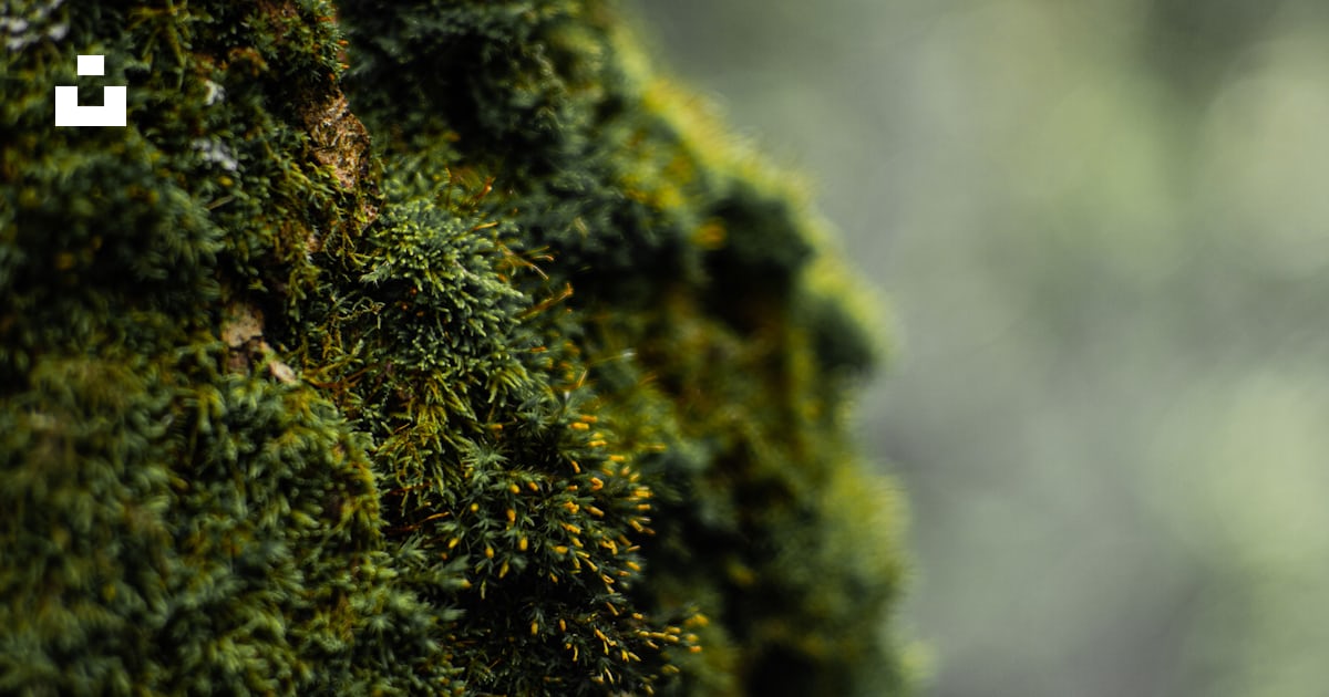 Foto zum Thema Grünes Moos auf Baumstamm Kostenloses Bild zu Moos auf