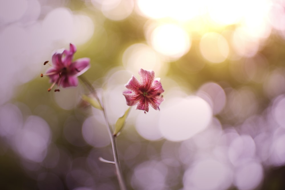 pink flower in tilt shift lens