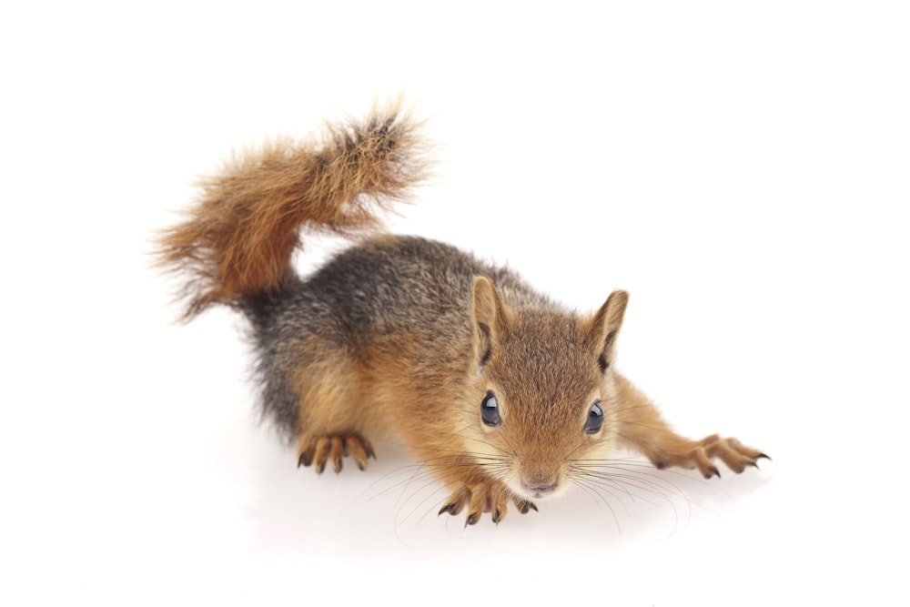 brown squirrel on white background